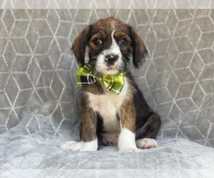 Boston Terrier-Cockapoo Mix Puppy for sale in LAKELAND, FL, USA