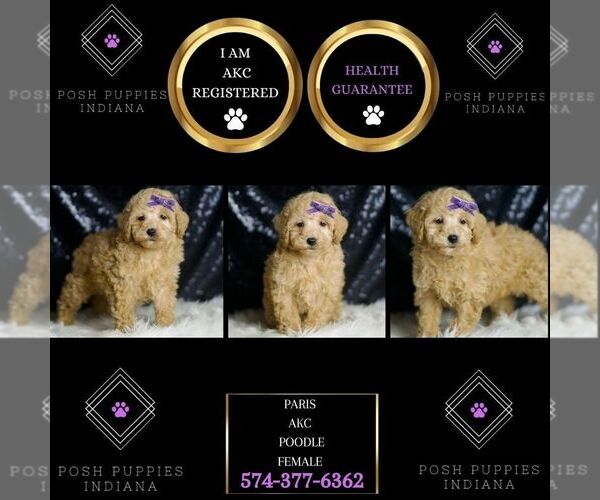 Medium Photo #2 Poodle (Miniature) Puppy For Sale in WARSAW, IN, USA