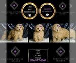 Small #1 Poodle (Miniature)