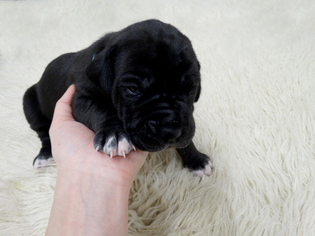 Great Dane Puppy for sale in Pushkino, Moscow Oblast, Russia