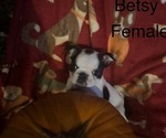 Puppy Puppy 5Betsy Faux Frenchbo Bulldog