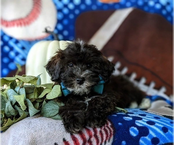 Medium Photo #5 Lhasa-Poo Puppy For Sale in LINCOLN UNIVERSITY, PA, USA