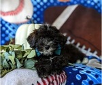 Small Photo #5 Lhasa-Poo Puppy For Sale in LINCOLN UNIVERSITY, PA, USA