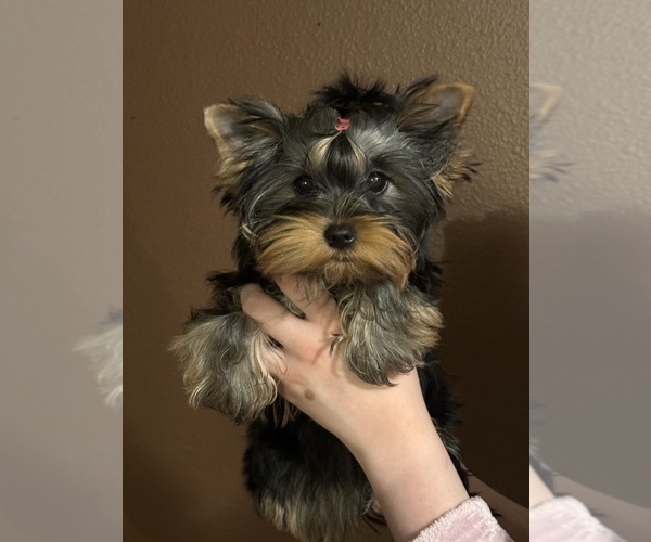 Medium Photo #1 Yorkshire Terrier Puppy For Sale in VANCOUVER, WA, USA