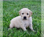 Image preview for Ad Listing. Nickname: Sadie