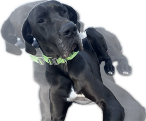 Father of the Great Dane puppies born on 07/27/2026
