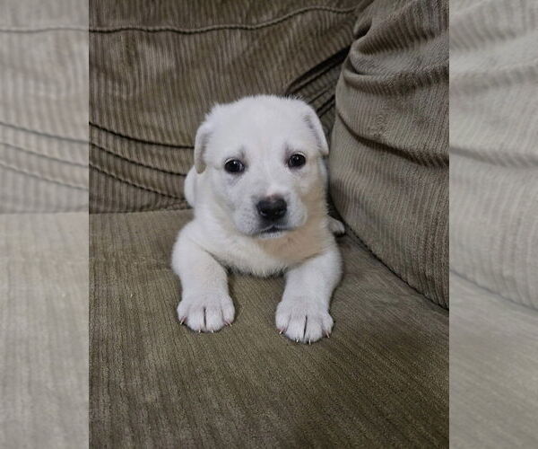 Medium Photo #1 Great Pyrenees-Unknown Mix Puppy For Sale in OKLAHOMA CITY, OK, USA