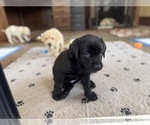 Small #21 Labrador Retriever