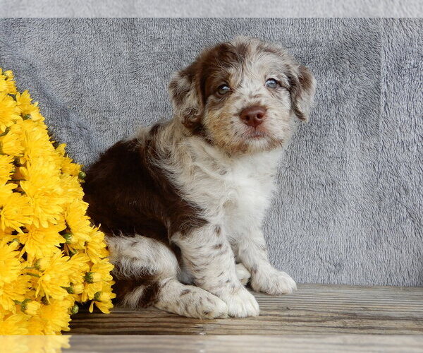 Medium Photo #5 Miniature Labradoodle Puppy For Sale in MILLERSBURG, OH, USA