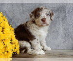 Small #4 Miniature Labradoodle