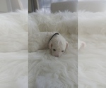 Small Photo #29 Bichon Frise Puppy For Sale in ORLANDO, FL, USA