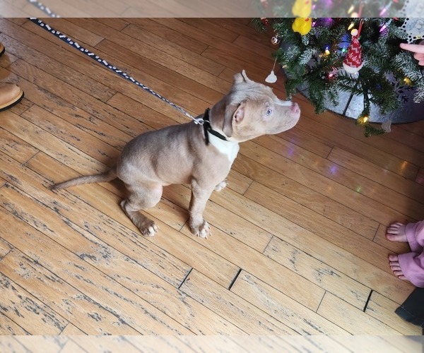 Medium Photo #4 American Bully Puppy For Sale in GETTYSBURG, PA, USA
