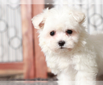 Small #2 Maltese