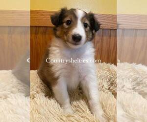 Shetland Sheepdog Puppy for sale in GRAFTON, OH, USA