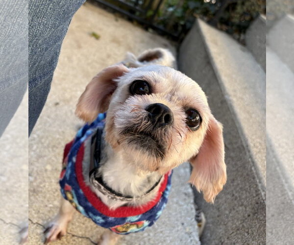 Medium Photo #1 ShiChi Puppy For Sale in Wheaton, IL, USA