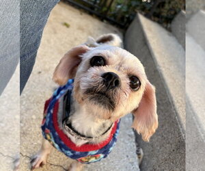 ShiChi Dogs for adoption in Wheaton, IL, USA