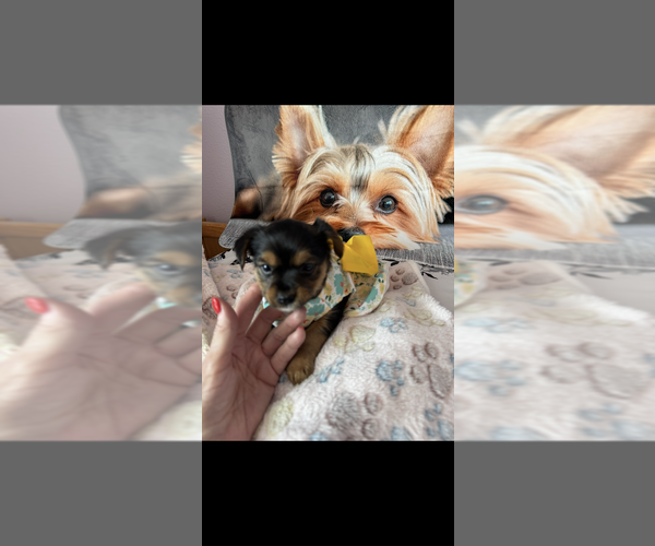 Medium Photo #2 Yorkshire Terrier Puppy For Sale in LAS VEGAS, NV, USA