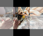 Small #1 Yorkshire Terrier