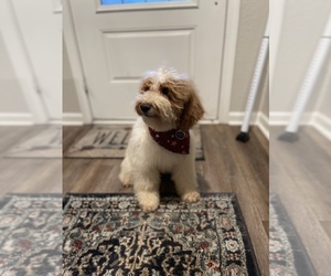 Goldendoodle (Miniature) Puppy for sale in LOCUST GROVE, GA, USA