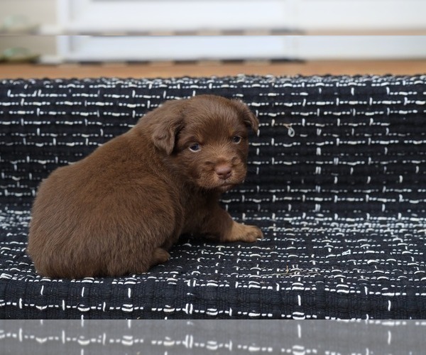 Medium Photo #9 Miniature American Shepherd Puppy For Sale in DAWSON, GA, USA