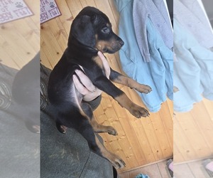 Doberman Pinscher Puppy for sale in CORBIN, KY, USA