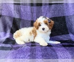 Small #6 Cavapoo (Miniature)