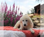 Small Photo #7 Golden Retriever Puppy For Sale in GAP, PA, USA