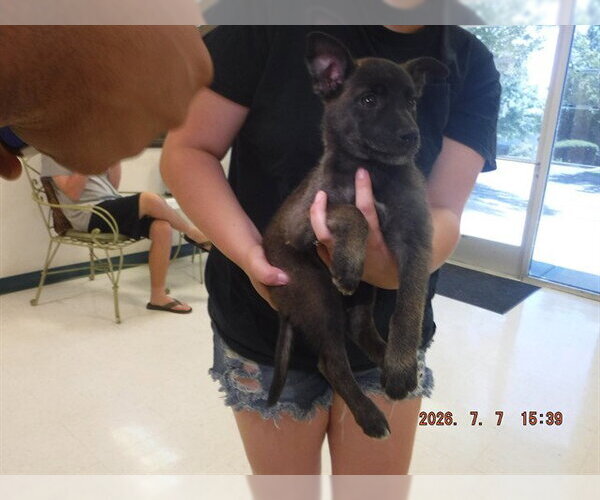 Medium Photo #1 Mutt Puppy For Sale in Oroville, CA, USA