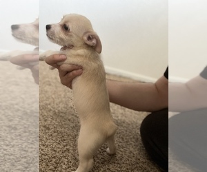 Schnau-Tzu Puppy for sale in NORTHGLENN, CO, USA