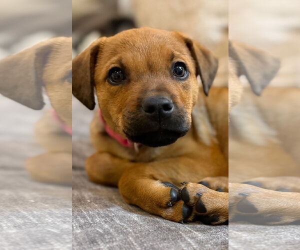 Medium Photo #4 Rhodesian Ridgeback-Unknown Mix Puppy For Sale in Rockaway, NJ, USA