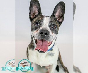 Border Collie-Boston Terrier Mix Dogs for adoption in Kennesaw, GA, USA