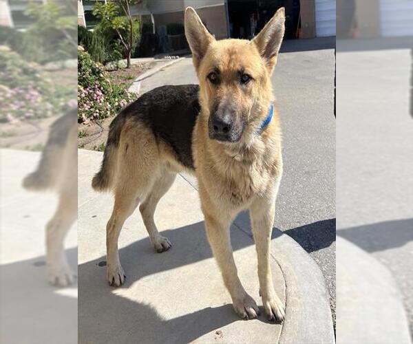Medium Photo #1 German Shepherd Dog Puppy For Sale in Riverside, CA, USA