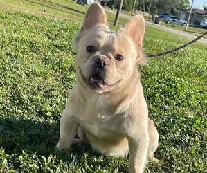 French Bulldog Puppy for sale in TAMPA, FL, USA