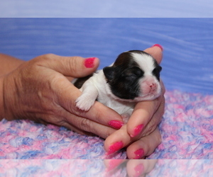 Shih Tzu Puppy for Sale in CHIPLEY, Florida USA