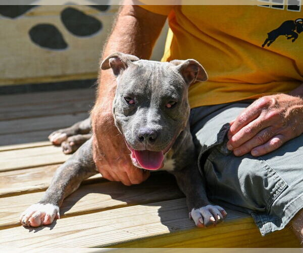Medium Photo #4 American Pit Bull Terrier Puppy For Sale in Glen Allen, VA, USA