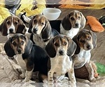 Image preview for Ad Listing. Nickname: Litter of 6