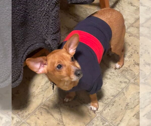 Medium Photo #2 Chihuahua-Unknown Mix Puppy For Sale in Minneapolis, MN, USA