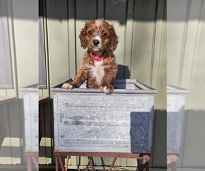 Cavapoo (Miniature) Puppy for sale in BOWDON, GA, USA