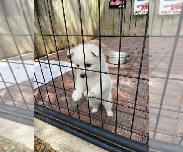 Medium Photo #7 Miniature American Eskimo Puppy For Sale in PENSACOLA, FL, USA