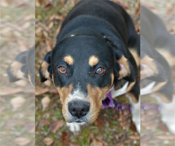 Medium Photo #4 Doberman Pinscher-Greater Swiss Mountain Dog Mix Puppy For Sale in Attalka, AL, USA