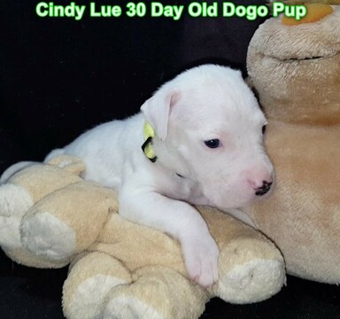 Medium Photo #53 Dogo Argentino Puppy For Sale in PINEVILLE, MO, USA