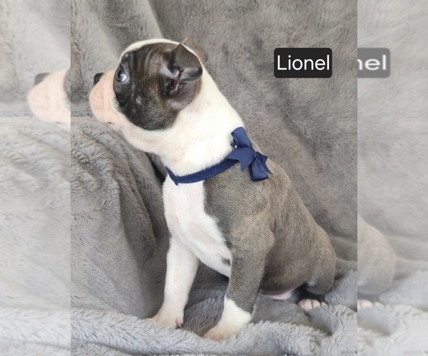 Medium Photo #2 Boston Terrier Puppy For Sale in MINERAL WELLS, WV, USA