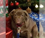 Small #13 Pug Mix
