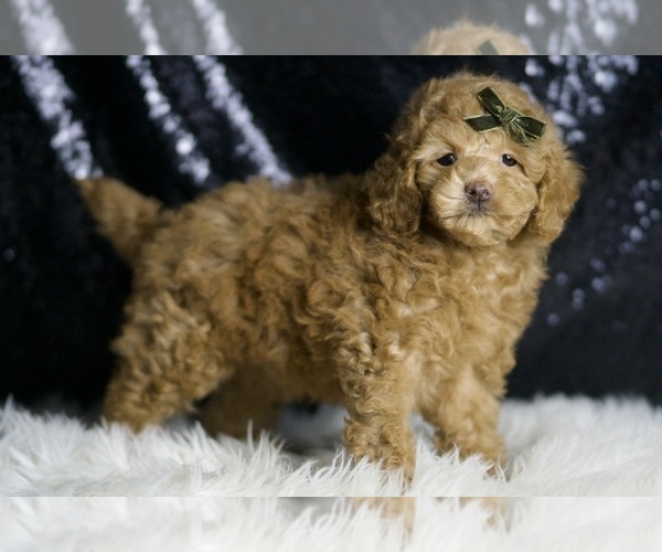 Medium Photo #4 Maltipoo Puppy For Sale in WARSAW, IN, USA