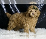 Small #3 Maltipoo