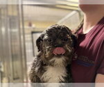Small #1 Shih Tzu Mix