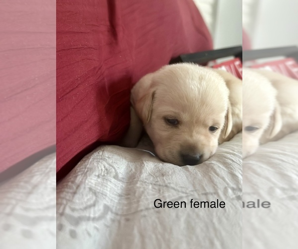 Medium Photo #5 Labrador Retriever Puppy For Sale in INVERNESS, FL, USA