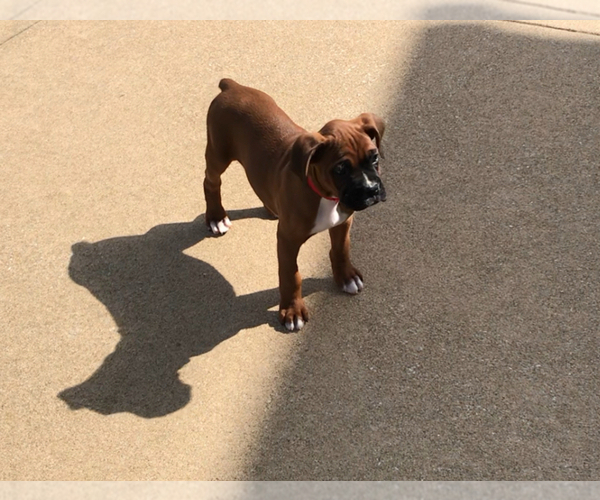 Medium Photo #8 Boxer Puppy For Sale in APPLE CREEK, OH, USA