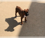 Small Photo #8 Boxer Puppy For Sale in APPLE CREEK, OH, USA