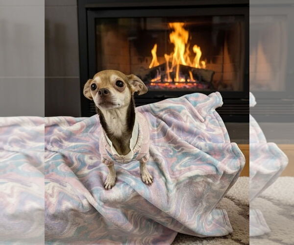 Medium Photo #3 Chihuahua Puppy For Sale in Corning, AR, USA